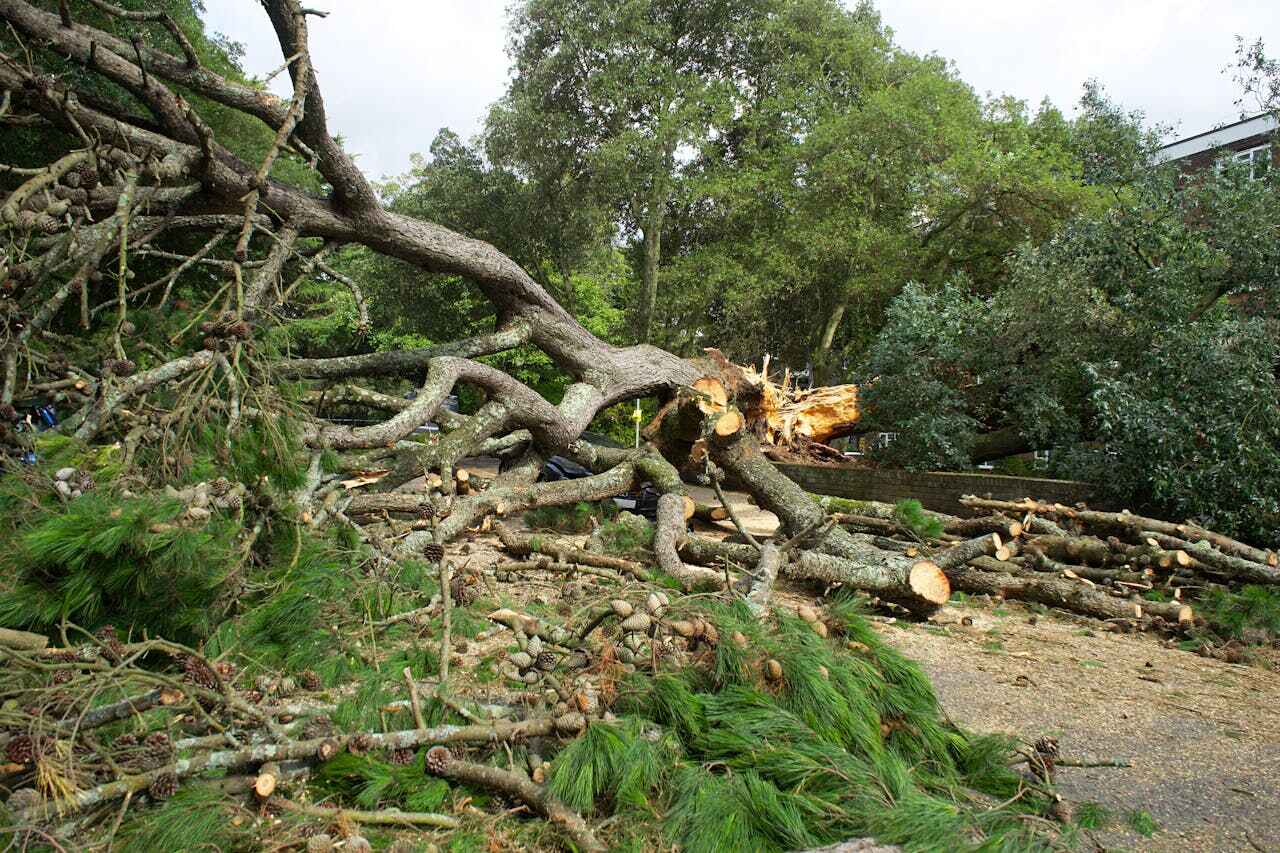 The Steps Involved in Our Tree Care Process in Mandan, ND